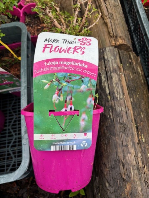 Rosa blomkruka märkt "Fuchsia magellanica var. arauco" och med fuchsiablommor.