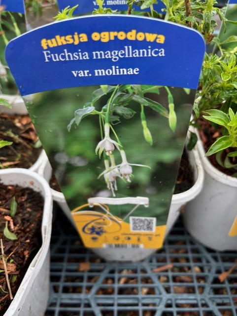 Växtetikett för Fuchsia magellanica var. molinae med vita blommor i kruka.