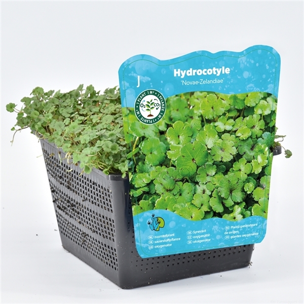 Svart kruka med Vattenväxter Hydrocotyle nova-zealandiae och en etikett på framsidan.