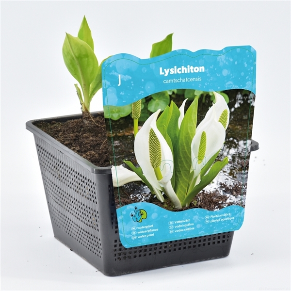 Vattenväxter Lysichiton camtschatc krukväxt med vita blommor och gröna blad etikett.
