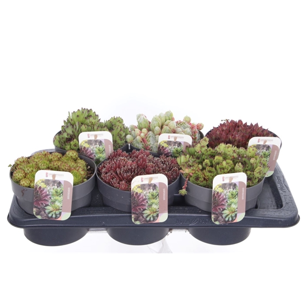 Sedum Mix 17 cm kruka-bricka med olika krukväxter med växtetiketter i varje kruka.