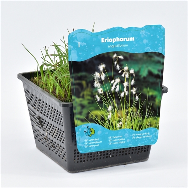 Vattenväxter Eriophorum angustifolium i plastkruka med växtetikett med bild och info.