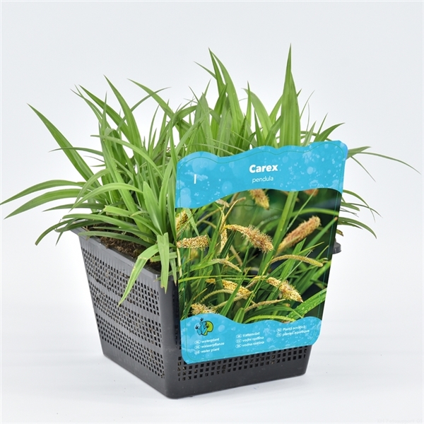 Vattenväxter Carex pendula i svart perforerad kruka med blå Carex pendula-etikett.