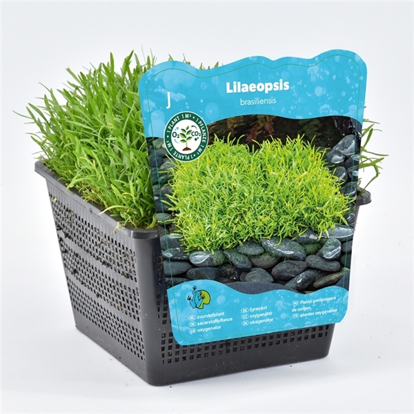 Vattenväxter Lilaeopsis brasiliensis i plastkruka med etikett.