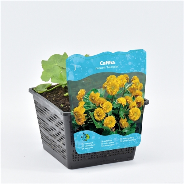 Svart kruka med Vattenväxter Caltha pal. 'Multiplex' och etikett som visar gula blommor.