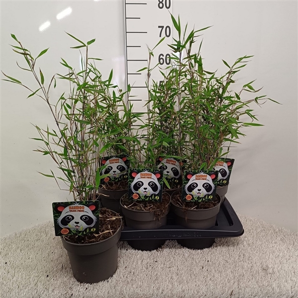 En grupp Bambu Fargesia nitida 'Black Pearl' i kruka.