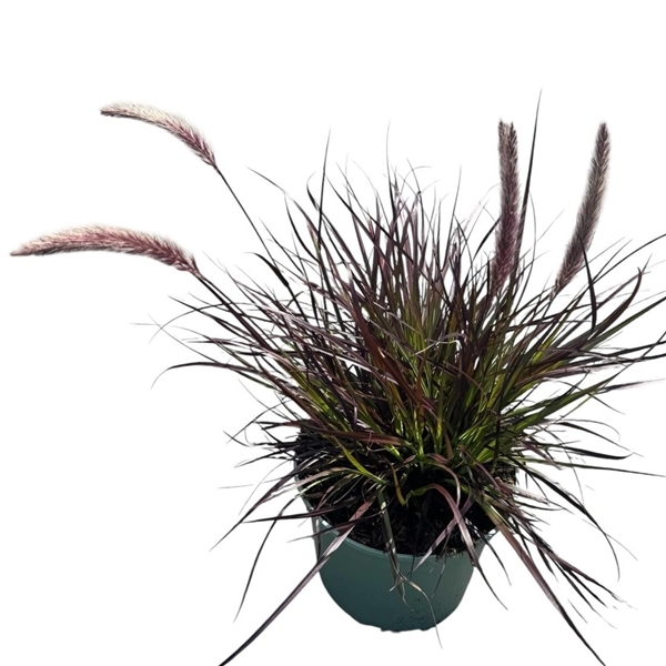 Pennisetum 'Rubrum': Prydnadsgräs med purpurfärgade blad och fjäderlika blomställningar.