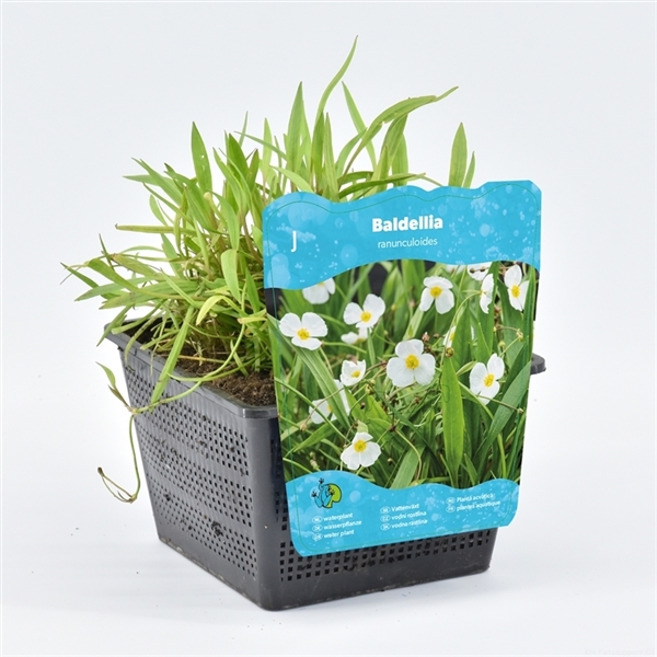 Halmeko Lusern med olja 18 kg med en etikett som visar dess vita blommor och gröna blad.