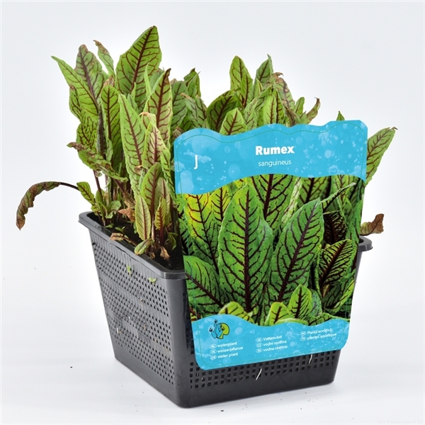 Vattenväxter Rumex sanguinea med rödfärgade blad i en svart plastkruka.