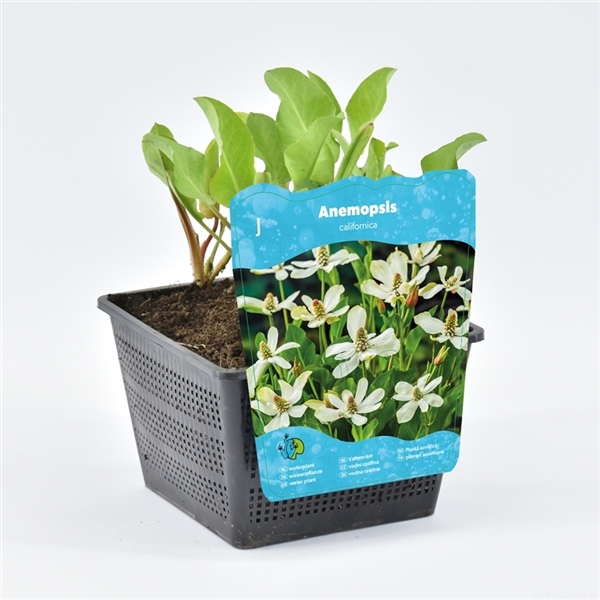 Liten Vattenväxt Anemopsis californica i kruka med etikett som visar dess vita blommor.