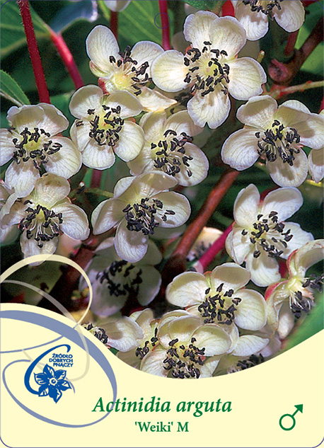 Mini Kiwi Weiki Men har klasar av små, gräddvita blommor med mörka ståndare.