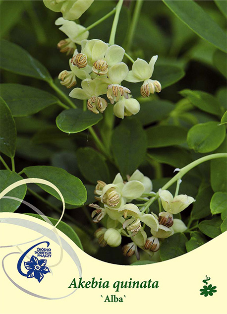 Klängväxt Akebia Quinata Alba med ljusvita blommor och gröna blad i bakgrunden.