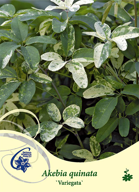 Grönt och gräddfärgat brokiga blad på Klätterväxt Akebia quinata Variegata.