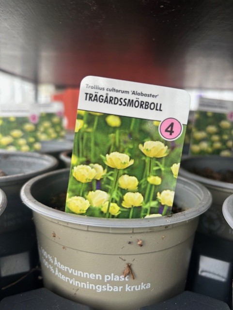 Planteringskruka märkt "Perenn 4 - Trollius cultorum ALABASTER" med gula trädgårdsglobblommor.
