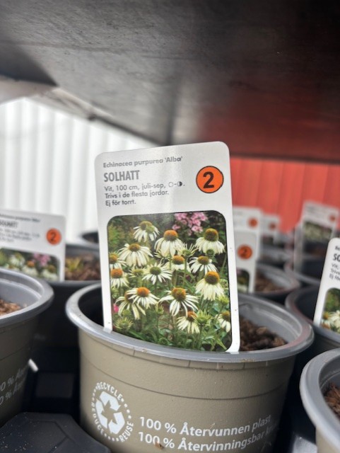 Växtetikett för Perenn 2 - Echinacea Purpurea ALBA i kruka, avbildad med vita konblommor.