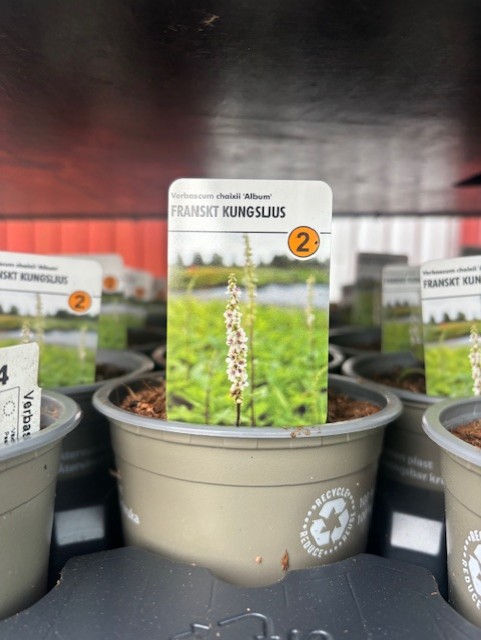 Perenn 2 - Verbascum chaixii ALBUM krukväxt, prissatt till 2 st.