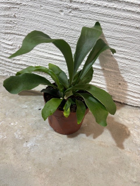 Älg Bräken: liten krukväxt med breda gröna blad på ett betonggolv vid en vit vägg.