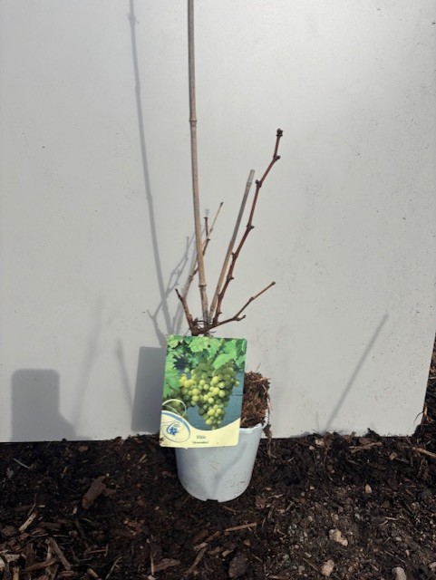 Vindruva Aloszenkin vinranka i kruka med en etikett som visar en klase gröna druvor.