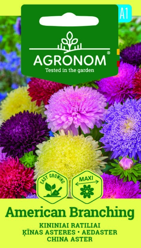 Ljus Kina Aster, amerikanska förgreningsfrön från AGRONOM, lättväxande, livfulla blommor.
