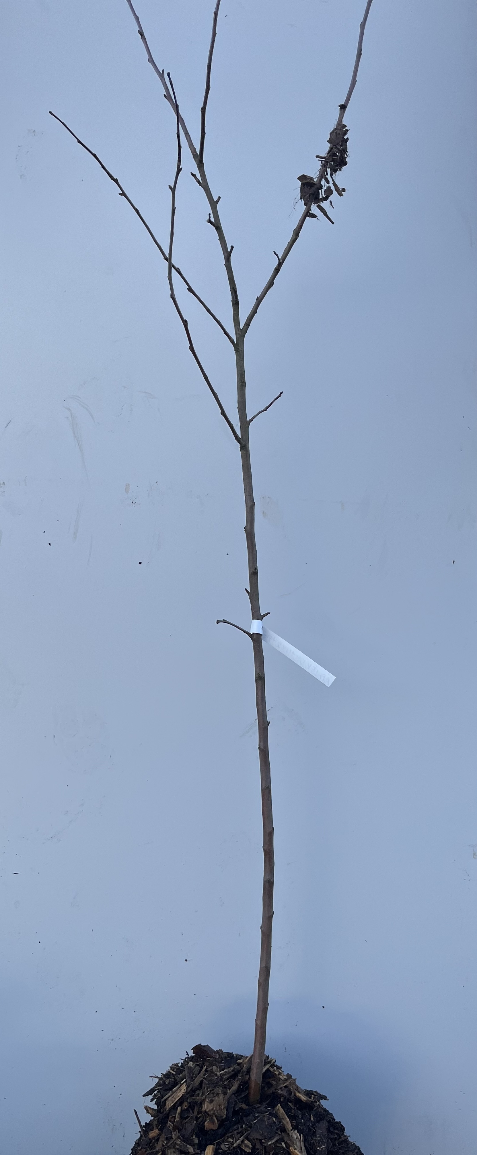 En ung Äppelträd Wealty-splanta med en tagg, mot en ljusblå bakgrund.