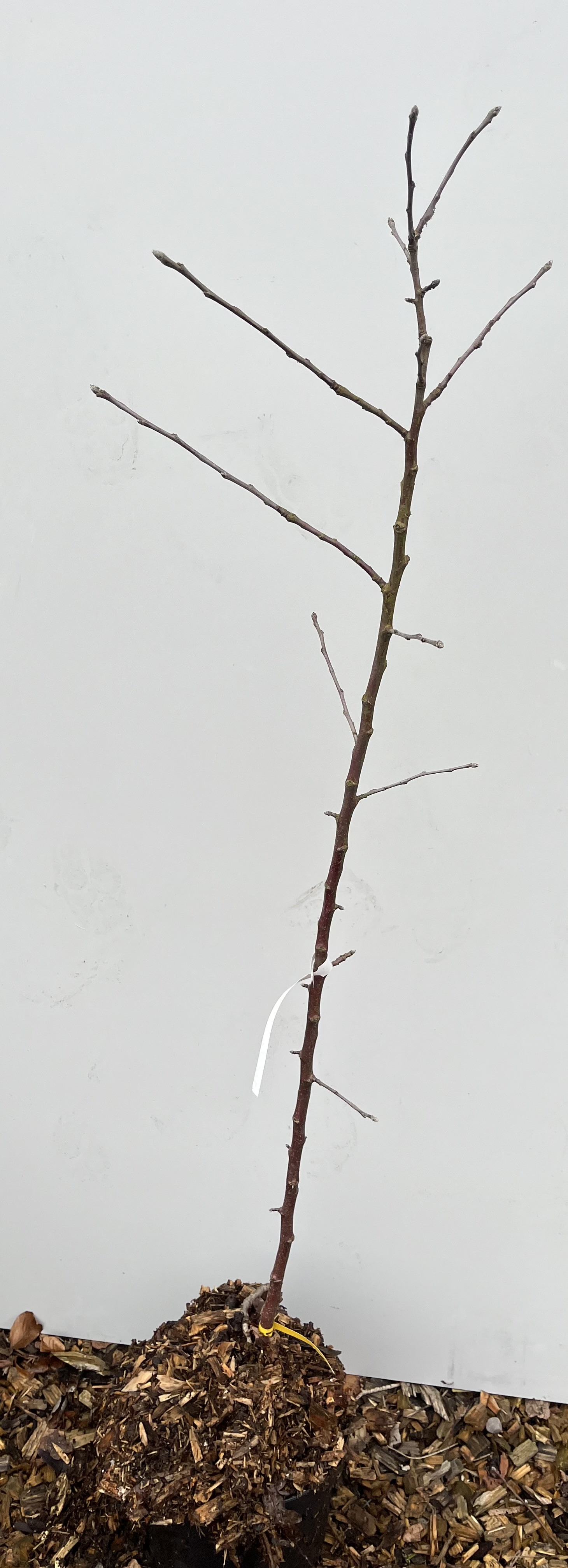 Bar Äppelträd Alwa-splint med exponerade rötter och vit etikett mot enfärgad bakgrund.