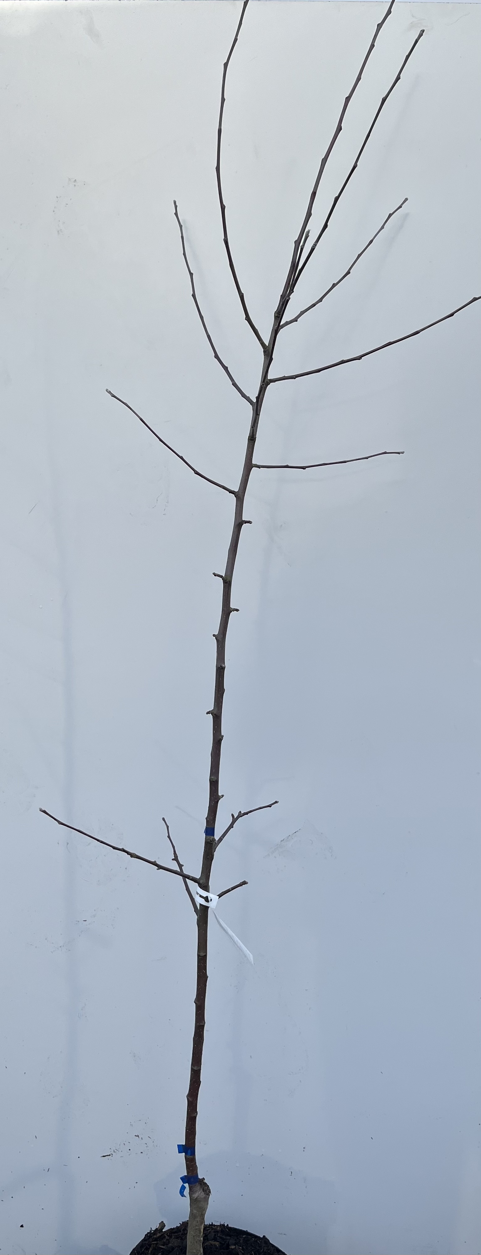 Äppelträd Ananas Berzenicki planta med kala grenar på en vit bakgrund.