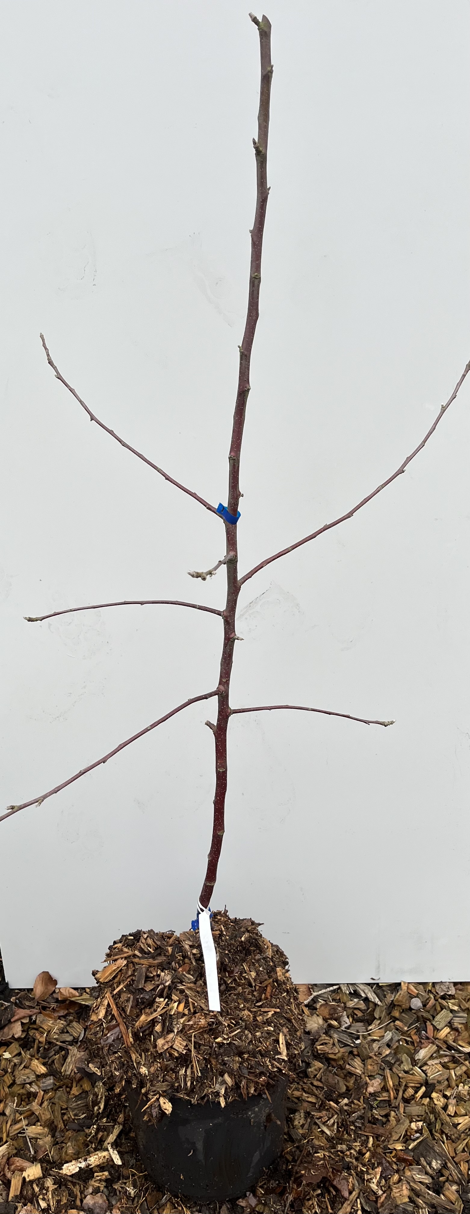 Äpple Bancroft ungt bargrenigt träd i kruka med marktäckning, vit bakgrund.