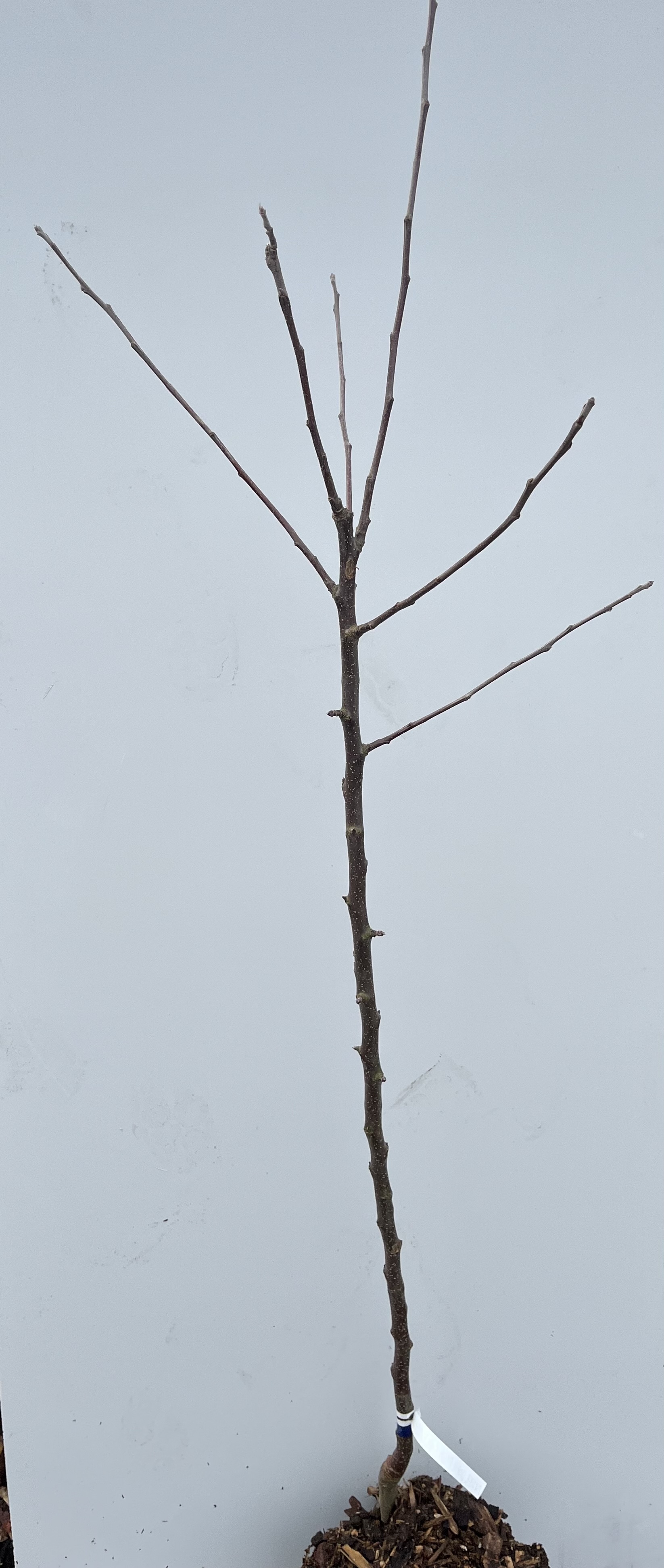 Äppelträd Bohemia Guldfärgad ung, bladlös planta med flera grenar på vit bakgrund.