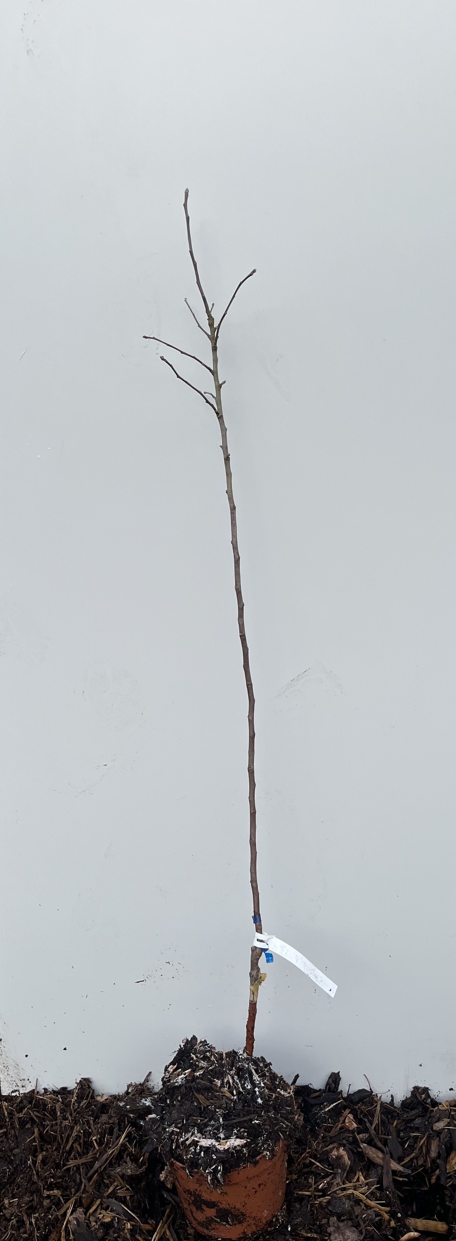 Äppelträd Dabinet: ung planta i jord, liten kruka, vanlig vit bakgrund.