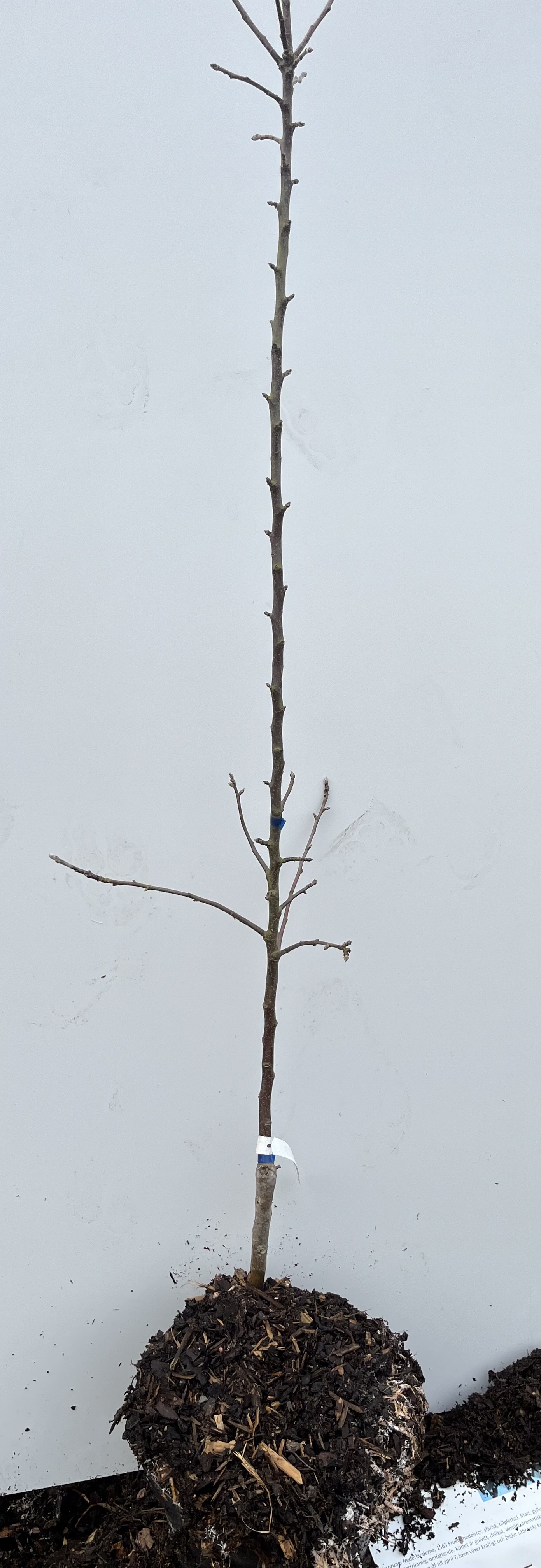 En ung Äppelträd Delikates-splanta med nakna rötter mot en vit bakgrund.