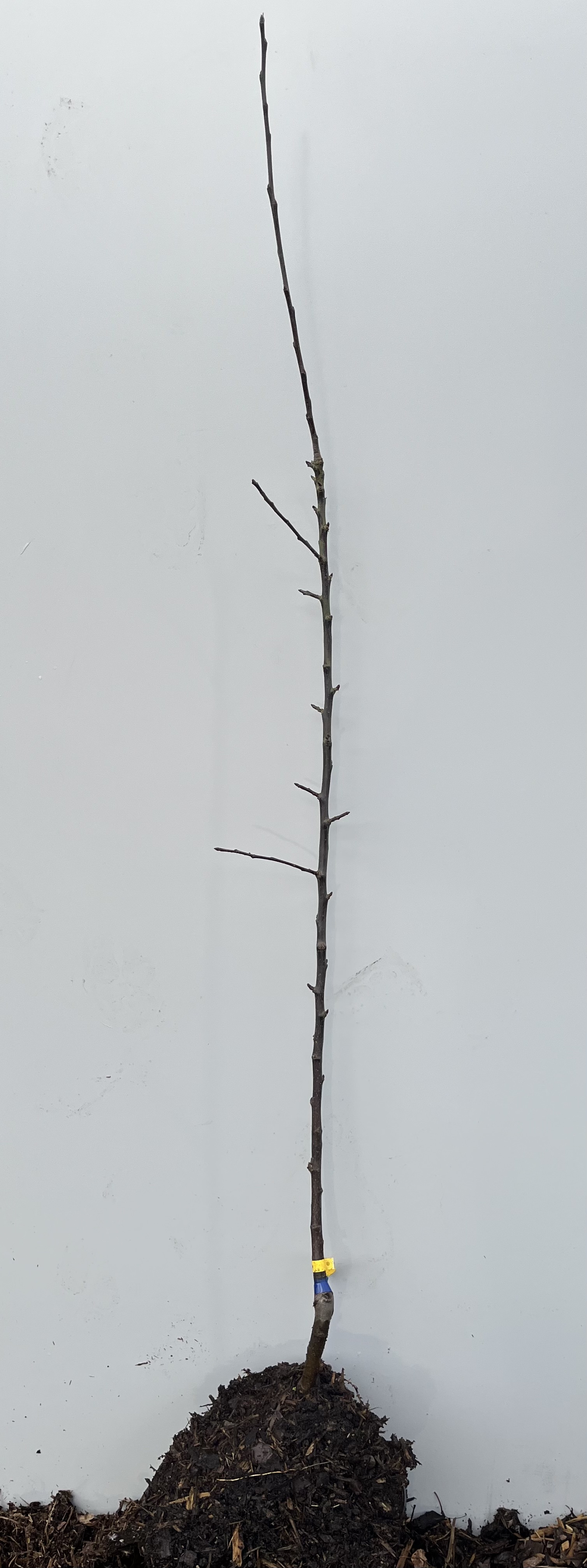 Äppelträd Dobry Kmiotek: ungt, kalt träd i jordhög mot slät bakgrund.