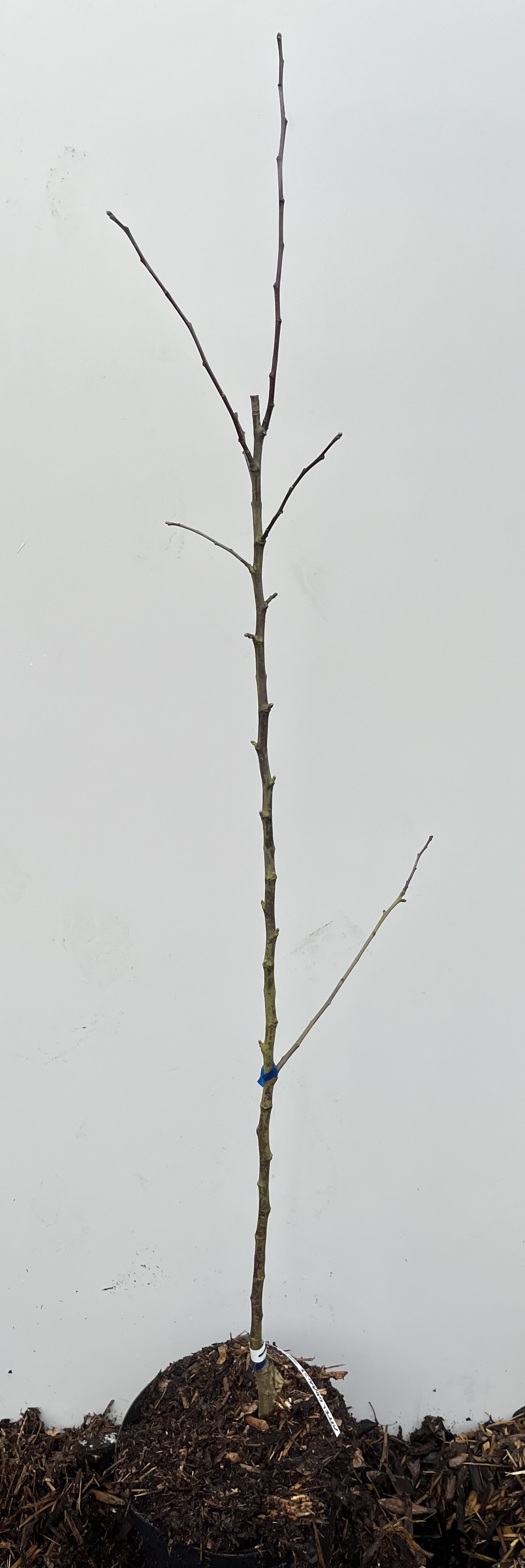 Äpple Kantowka Gdanska planta planterad i jord mot en vit bakgrund.