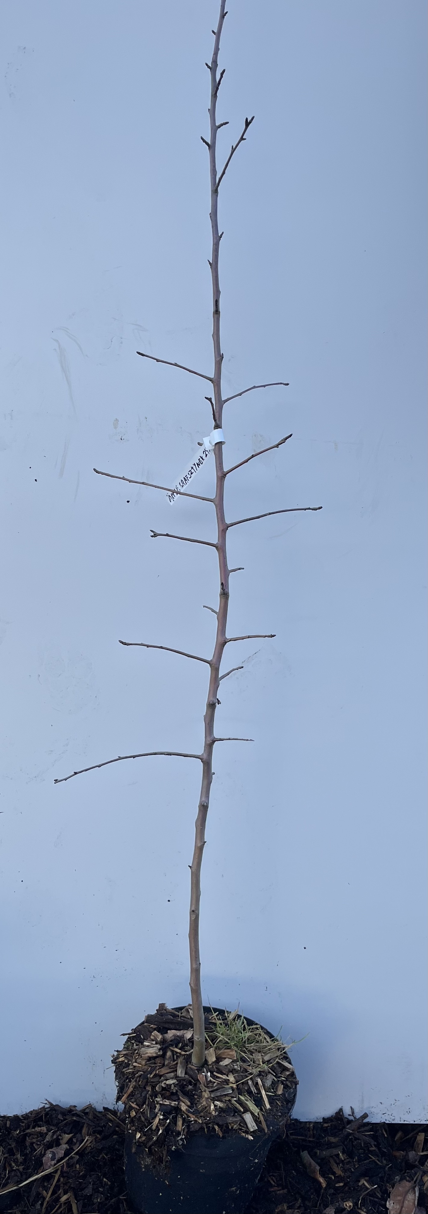 En bar Äppelträd Grafsztynek-splint med jämna grenar på en enfärgad ljusblå bakgrund.