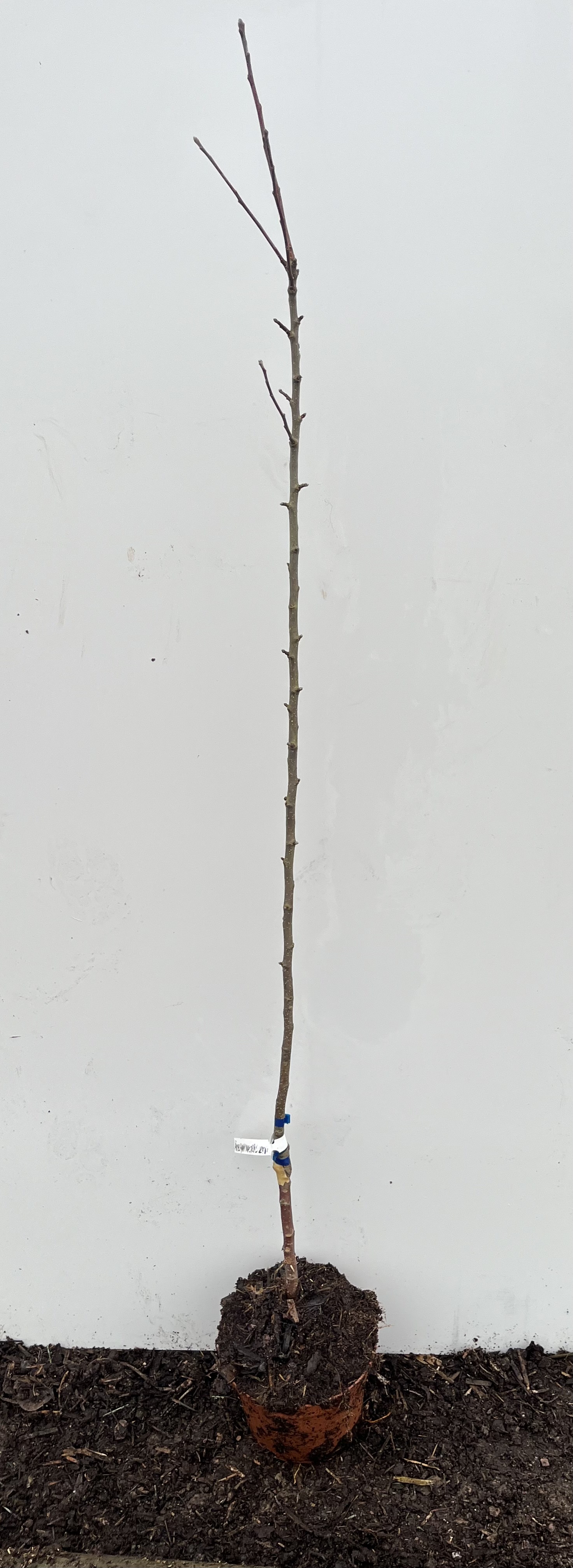 En ung Äppelträd Harry Masters-splint med jord runt rötterna på en vit bakgrund.