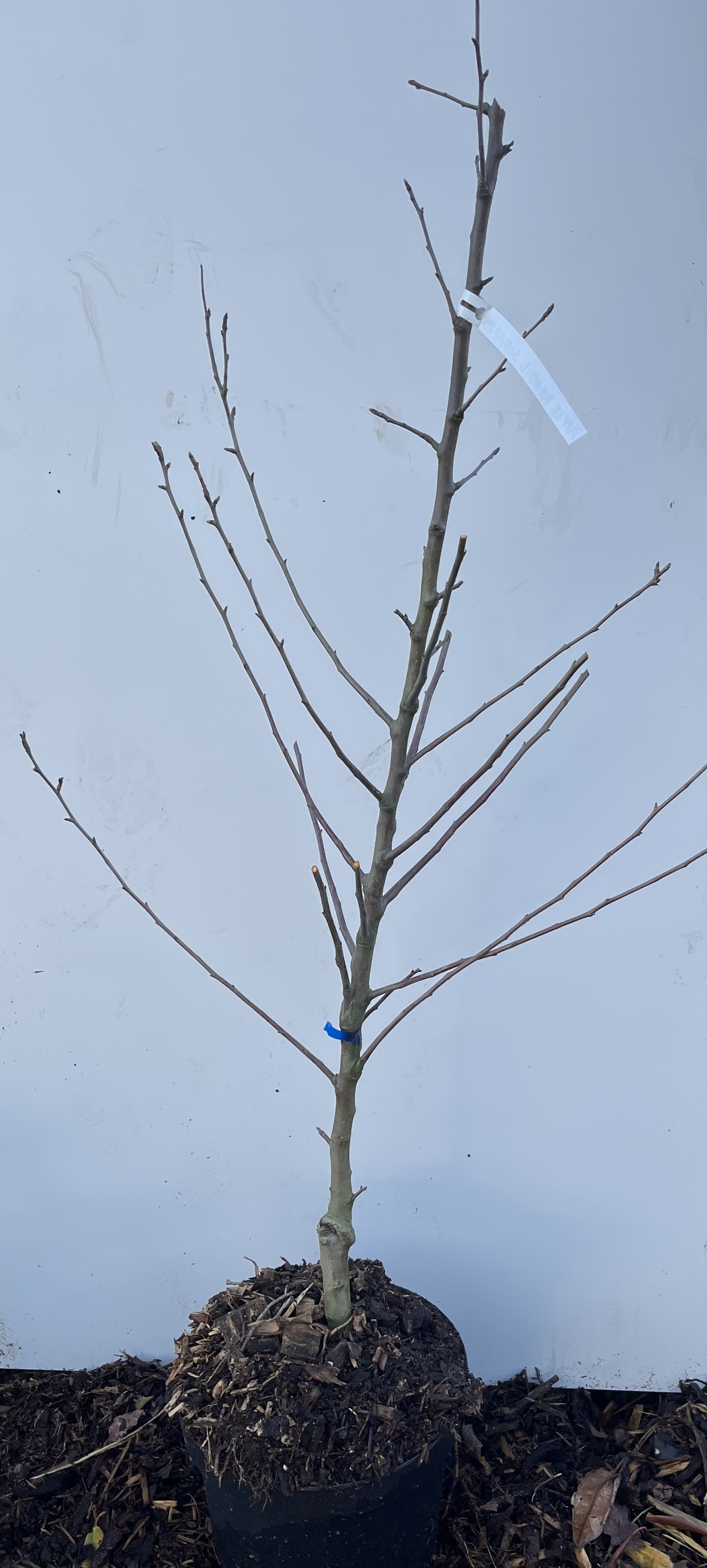 Äppelträd Kandil sinap i svart kruka med marktäckning, mot en vit bakgrund.