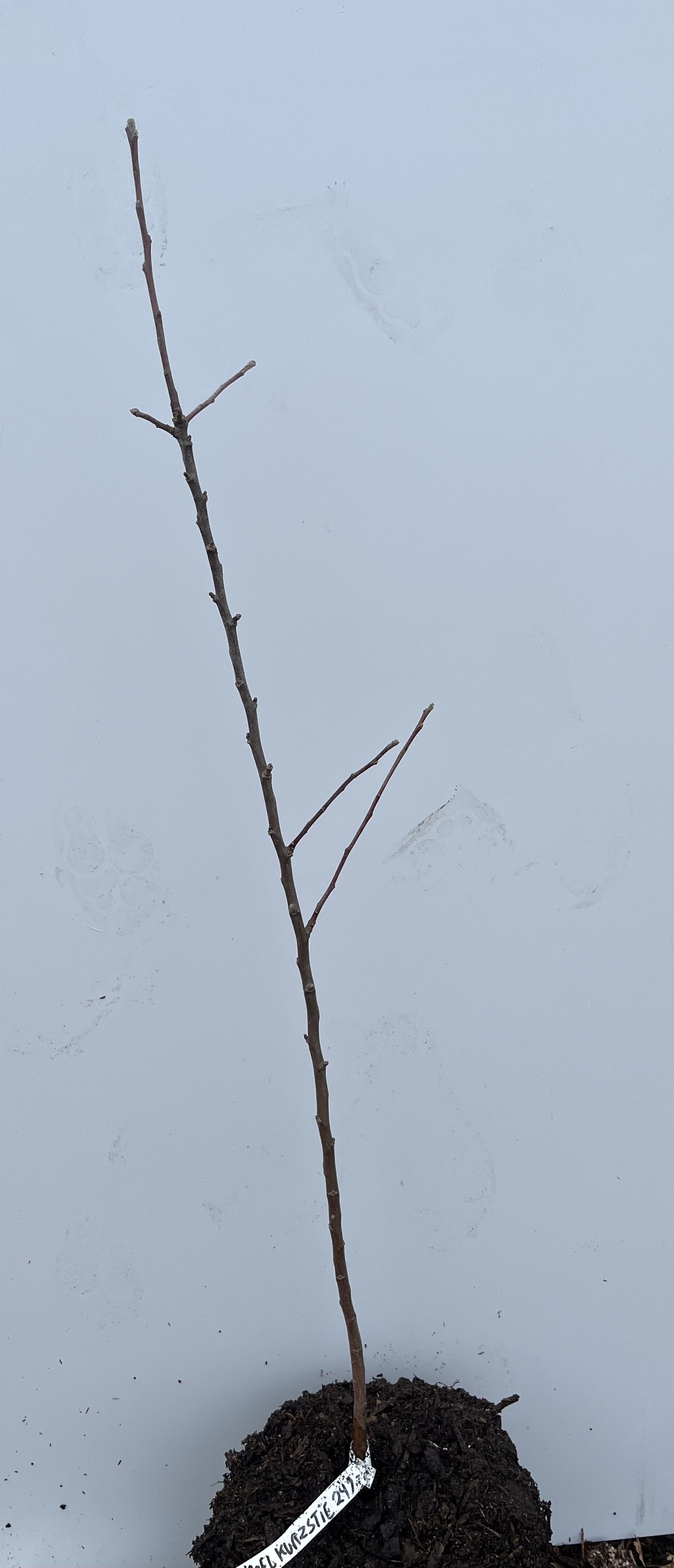 En ung Äppelträd Koniglicher Kurzstiel planta i jord med en liten bottenetikett.