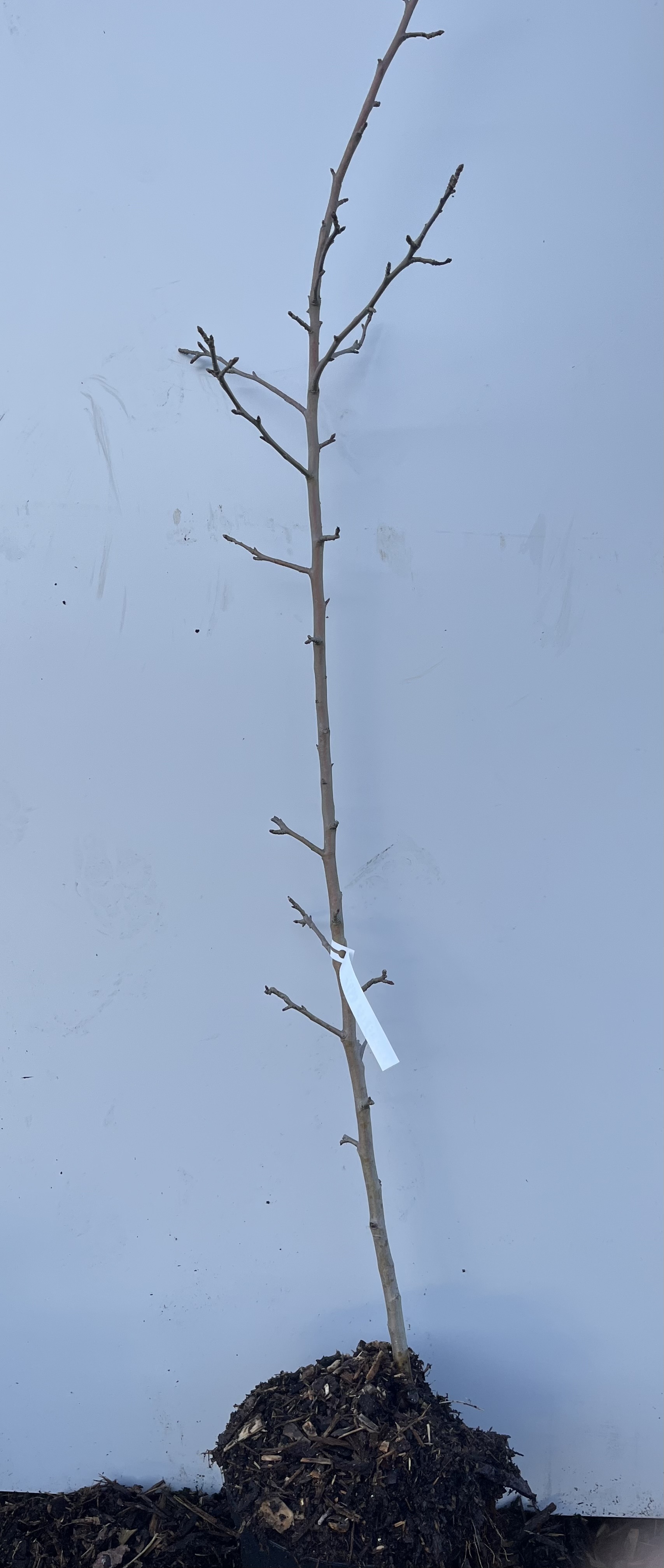 En bar Äppelträd Landsberger Reinette-splanta med vit etikett, planterad i jord.