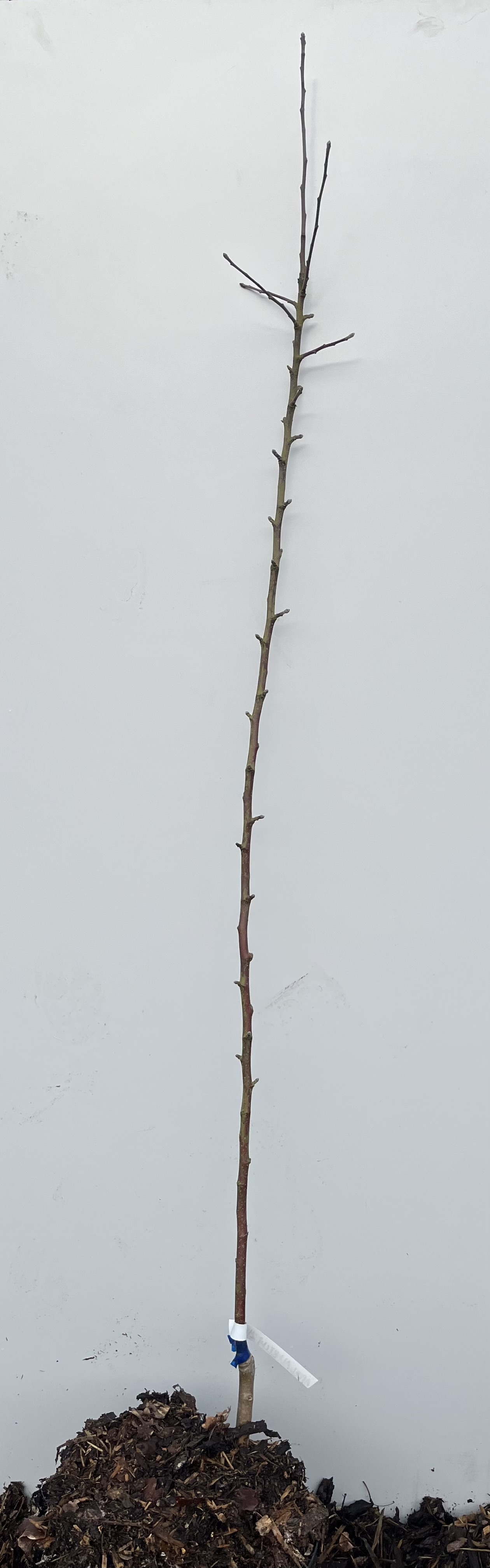 En ung Äppelträd Prins Albrecht-planta med etikett, planterad i jord mot en slät bakgrund.