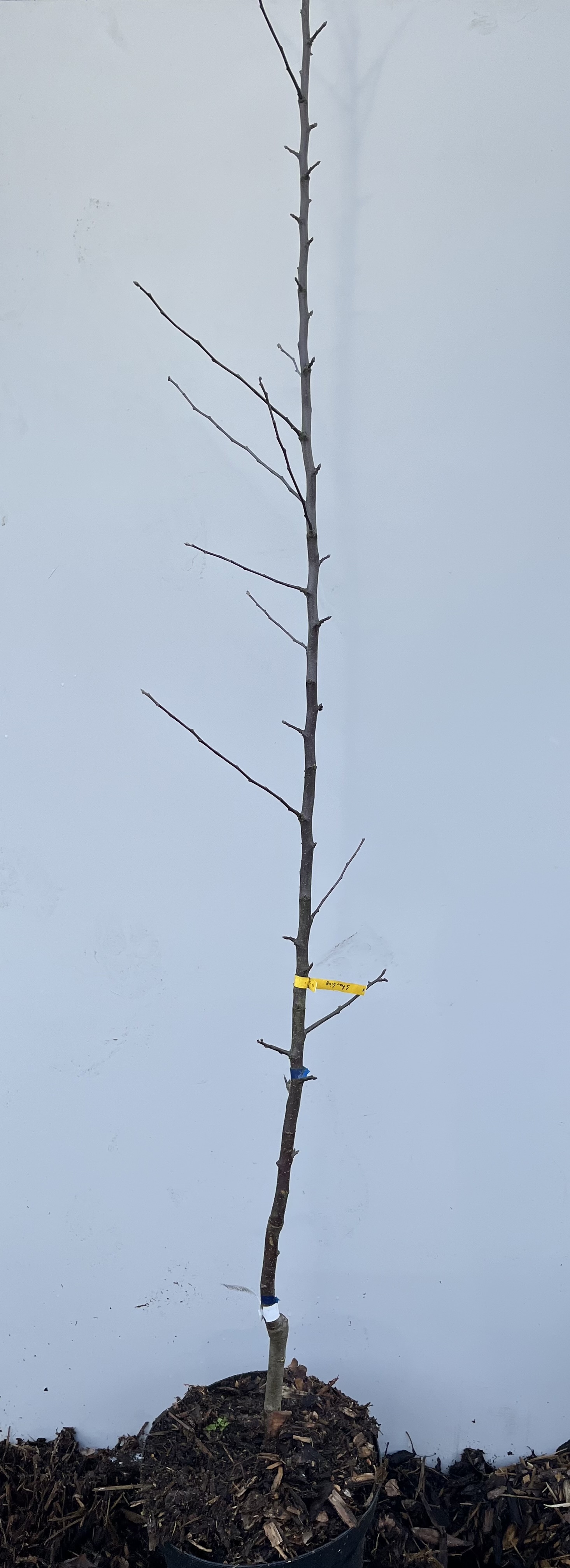 En bladlös Äppelträd Starking-splint med en gul etikett mot en vit bakgrund.