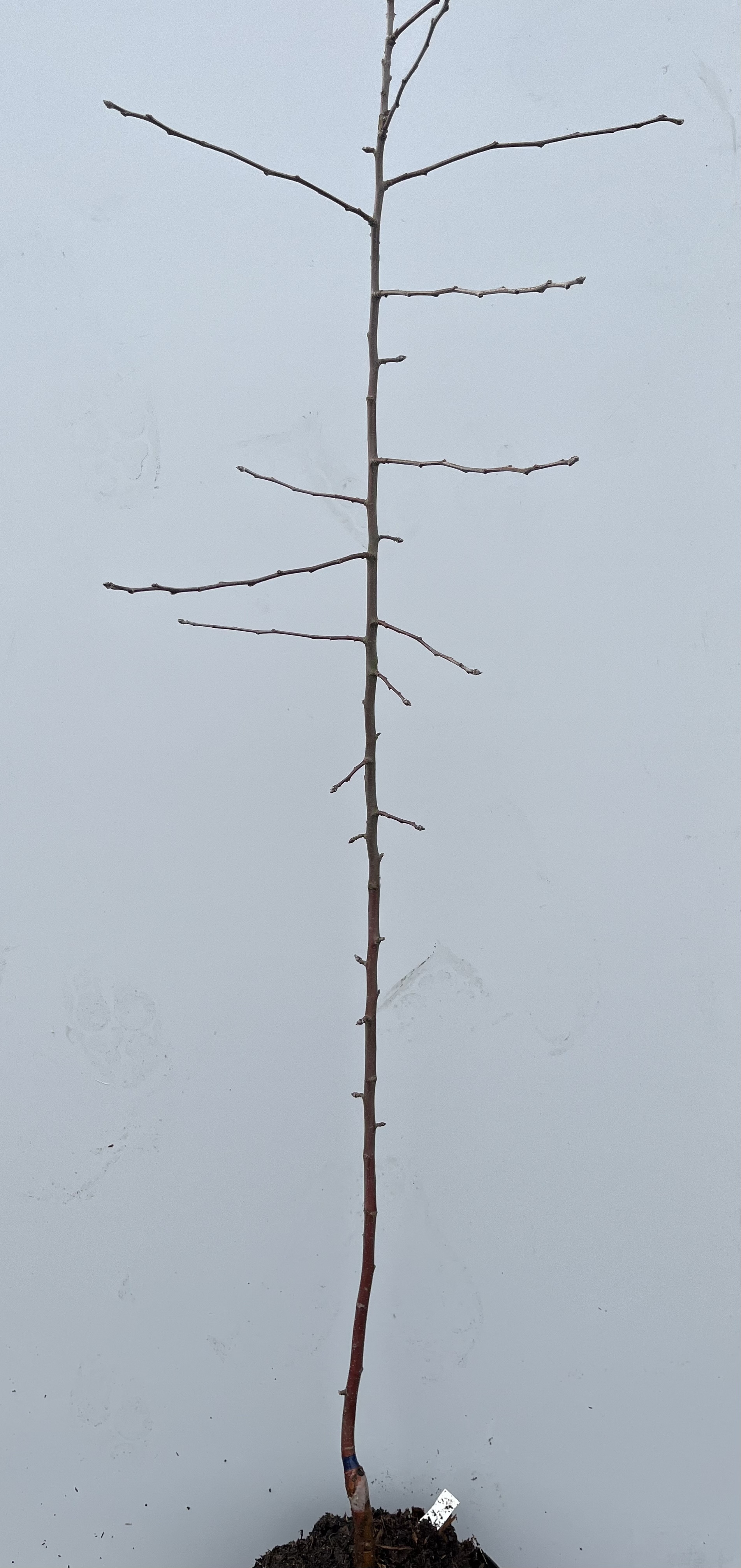 Äppelträd Waleria: en smal planta med få grenar på en slät, ljusgrå bakgrund.