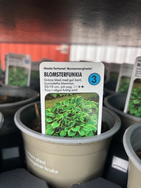 Närbild av en växtetikett som läser Perenn 3 - Hosta Fortunei-Gr FORTUNEI AUREOMARGARITA i en kruka.