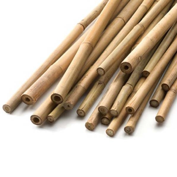 Bambukäpp: ihåliga bambupinnar i olika längder mot vit bakgrund.