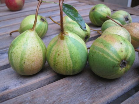 Päronträd Melonenbirne frukter på en träyta.