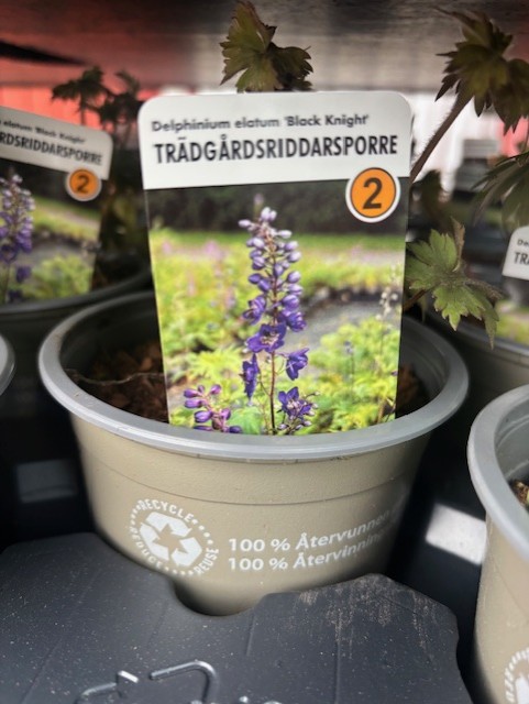 En krukväxt Perenn 2 Delphinium Elatum 'Black Knight' med en etikett som visar lila blommor.