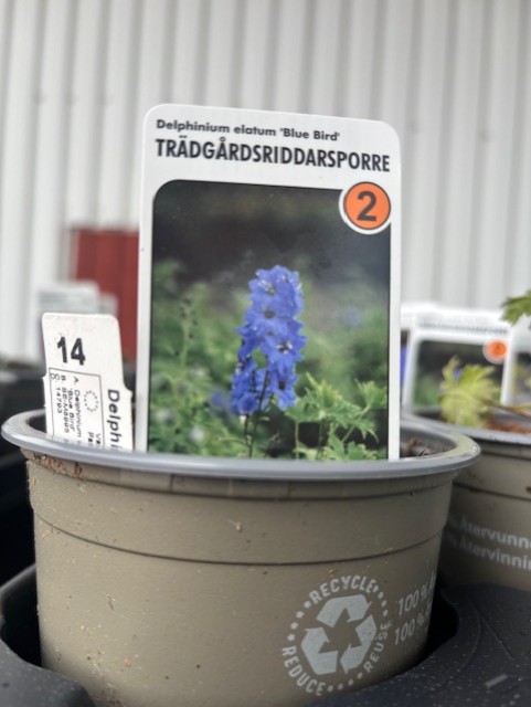 Krukväxt märkt Perenn 2 - Delphinium Elatum-Gr BLUE BIRD med blå blombild.
