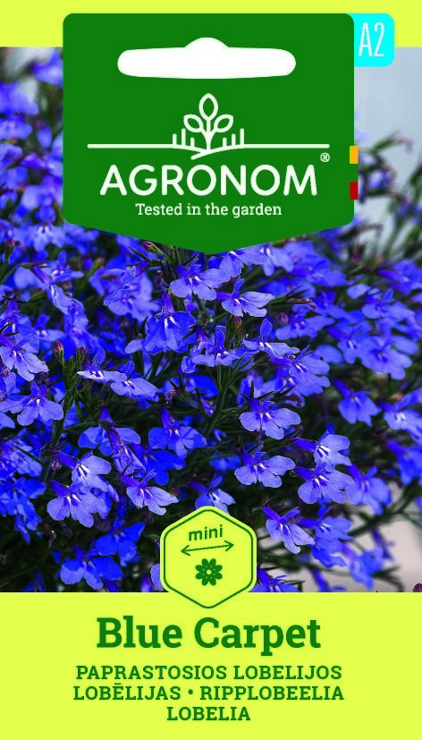 Närbild av livligt blå Lobelia, Blue Carpet blommor med en grön och gul etikett på fröförpackningen.
