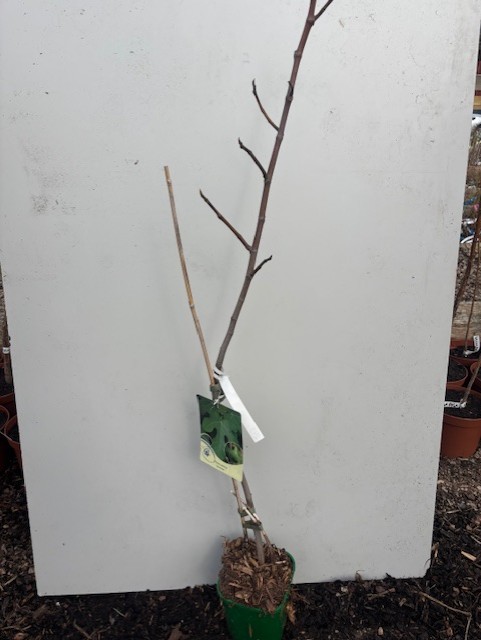 Fikonträd Bornholm krukodlad planta med stödpinne mot vit bakgrund.