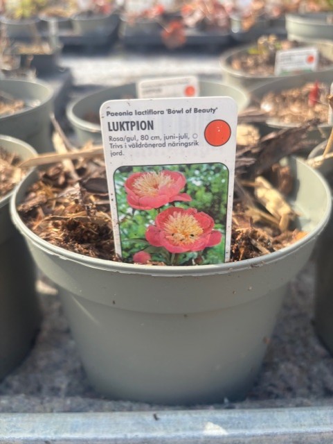 Krukväxt Perenn stor röd - Luktpion BOWL OF BEAUTY med rosa blommor och skötseletikett.