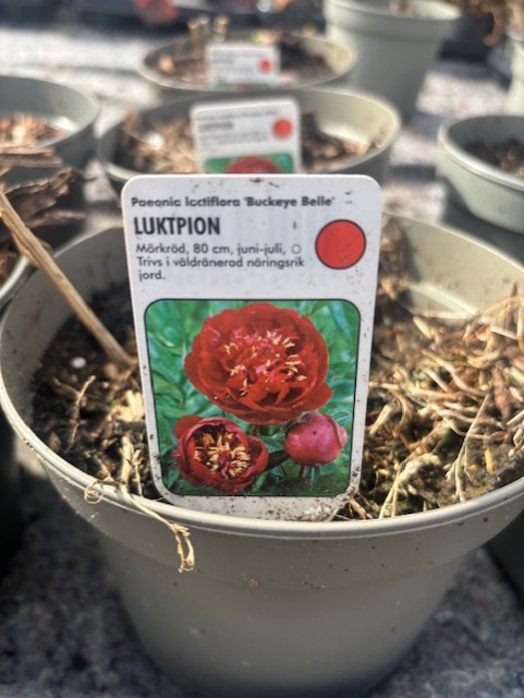 Närbild av etiketten Perenn stor röd - Luktpion BUCKEYE BELLE med röd pion och vård på svenska.