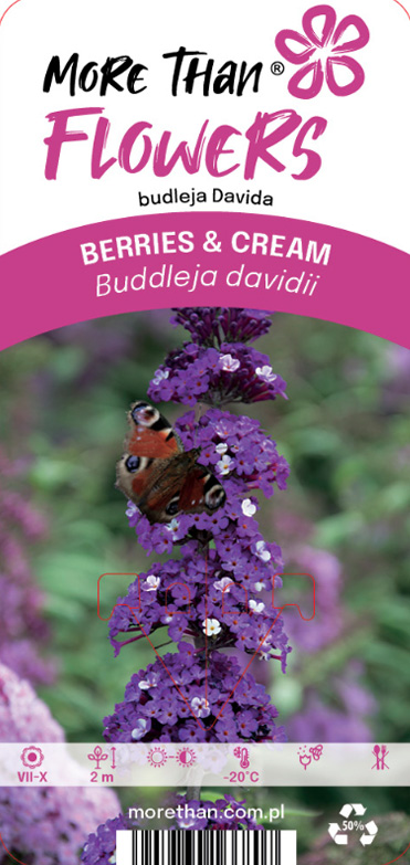 En fjäril på en lila Fjärilsbuske Berries & cream-blomma.